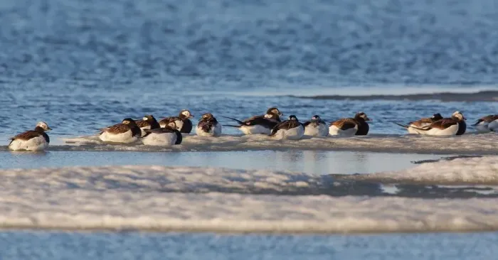 Framed Print : Long-tailed Duck (Clangula Hyemalis), group resting on the tundra, North Slope, Point Barrow Framed Print : Long-tailed Duck (Clangula Hyemalis), group resting on the tundra, North Slope, Point Barrow