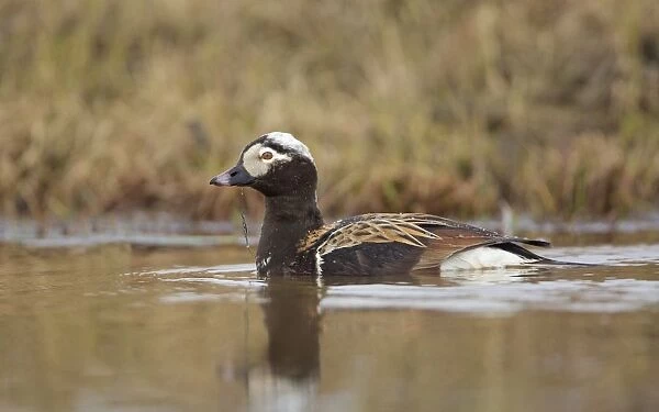 Long-tailed Duck (Clangula Hyemalis) swimming on the tundra, North Slope, Point Barrow