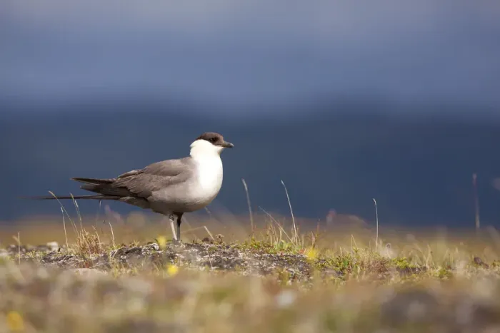 Framed Print : Long-tailed Skua (Stercorarius longicaudus) adult standing on tundra, Borgefjell, Nord-Trondelag, Norway Framed Print : Long-tailed Skua (Stercorarius longicaudus) adult standing on tundra, Borgefjell, Nord-Trondelag, Norway