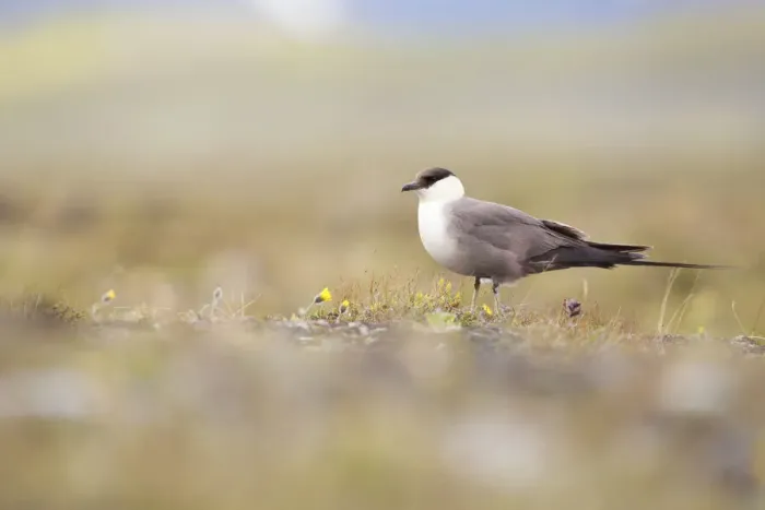 Framed Print : Long-tailed Skua (Stercorarius longicaudus) adult standing on Tundra, Borgefjell, Nord-Trondelag, Norway Framed Print : Long-tailed Skua (Stercorarius longicaudus) adult standing on Tundra, Borgefjell, Nord-Trondelag, Norway