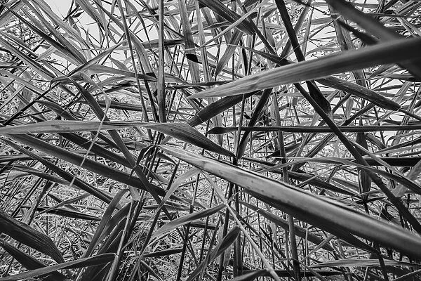 Low angle view of Common Reed (Phragmites australis), Laarbeek, Noord-Brabant, The Netherlands - Part of the Dutch Jungle series with which Jowan Iven won the title Nature Photographer of the Year as well as the Series category in the Groene Camera