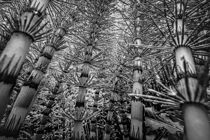 Framed Print : Low angle view of Field Horsetail (Equisetum arvense), Sint-Jansberg, Plasmolen, Limburg, The Netherlands - Part of the Dutch Jungle series with which Jowan Iven won the title Nature Photographer of the Year as well as the Series category in Framed Print : Low angle view of Field Horsetail (Equisetum arvense), Sint-Jansberg, Plasmolen, Limburg, The Netherlands - Part of the Dutch Jungle series with which Jowan Iven won the title Nature Photographer of the Year as well as the Series category in