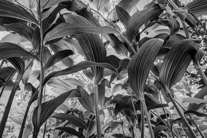 Framed Print : Low angle view of Solomons Seal (Polygonatum sp. ), Sint-Jansberg, Plasmolen, Limburg, The Netherlands - Part of the Dutch Jungle series with which Jowan Iven won the title Nature Photographer of the Year as well as the Series category in Framed Print : Low angle view of Solomons Seal (Polygonatum sp. ), Sint-Jansberg, Plasmolen, Limburg, The Netherlands - Part of the Dutch Jungle series with which Jowan Iven won the title Nature Photographer of the Year as well as the Series category in