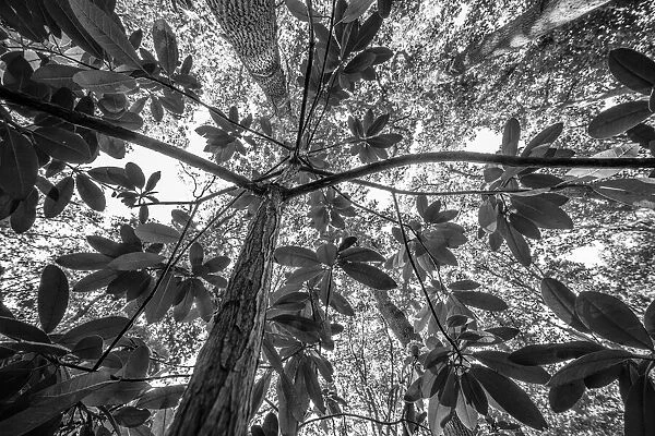 Low angle view of unidentified Rhododendron, Helmond, Noord-Brabant, The Netherlands - Part of the Dutch Jungle series with which Jowan Iven won the title Nature Photographer of the Year as well as the Series category in the Groene Camera 2022 photo