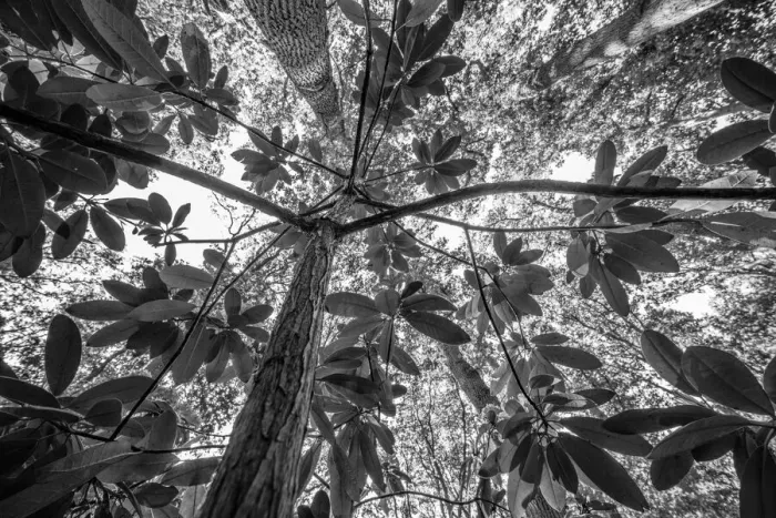 Framed Print : Low angle view of unidentified Rhododendron, Helmond, Noord-Brabant, The Netherlands - Part of the Dutch Jungle series with which Jowan Iven won the title Nature Photographer of the Year as well as the Series category in the Groene Camera 2022 photo Framed Print : Low angle view of unidentified Rhododendron, Helmond, Noord-Brabant, The Netherlands - Part of the Dutch Jungle series with which Jowan Iven won the title Nature Photographer of the Year as well as the Series category in the Groene Camera 2022 photo