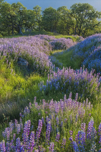 Lupine (Lupinus sp) flowers and Oak (Quercus sp) trees, Redwood National Park, California