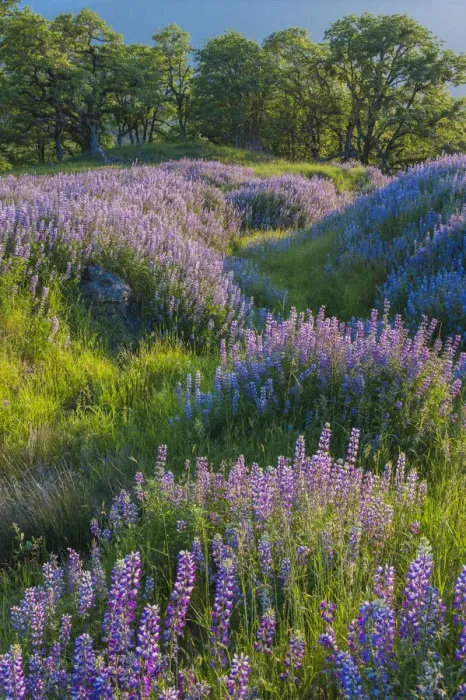 Framed Print : Lupine (Lupinus sp) flowers and Oak (Quercus sp) trees, Redwood National Park, California