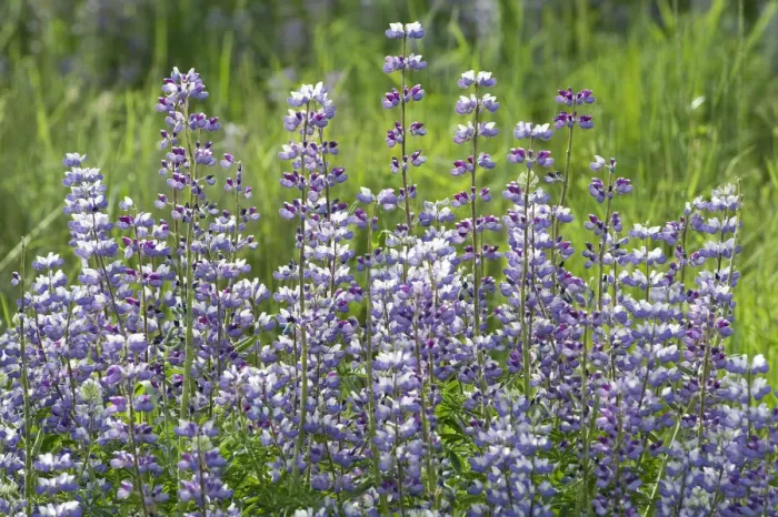 Framed Print : Lupine (Lupinus sp) flowers, Redwood National Park, California Framed Print : Lupine (Lupinus sp) flowers, Redwood National Park, California