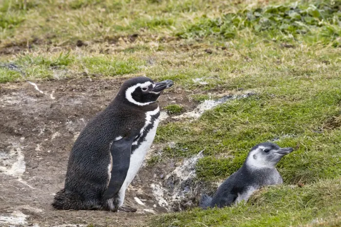 Framed Print : Magellanic Penguin (Spheniscus magellanicus) parent with chick at nest, Falkland Islands Framed Print : Magellanic Penguin (Spheniscus magellanicus) parent with chick at nest, Falkland Islands