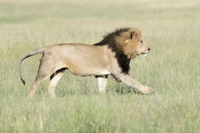 Framed Print : Male African Lion (Panthera leo) running on savanna, Masai Mara, Kenya Framed Print : Male African Lion (Panthera leo) running on savanna, Masai Mara, Kenya