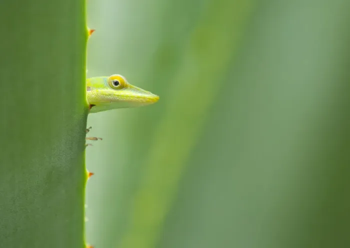 Framed Print : Male Allisons anole (Anolis allisoni) looking at camera, Roatan, Honduras Framed Print : Male Allisons anole (Anolis allisoni) looking at camera, Roatan, Honduras