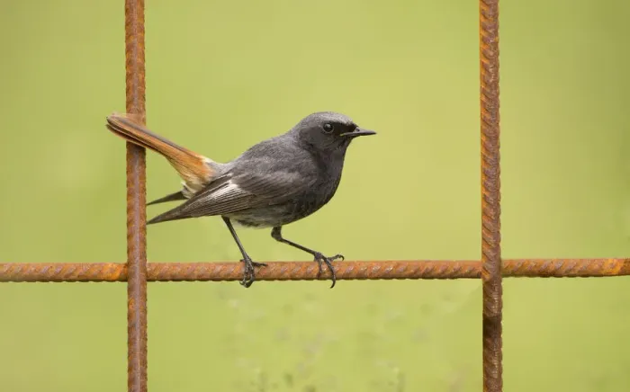 Framed Print : Male Black redstart (Phoenicurus ochruros) resting on a fence, The Netherlands Framed Print : Male Black redstart (Phoenicurus ochruros) resting on a fence, The Netherlands