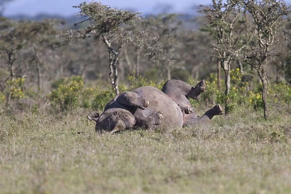 Male Black Rhinoceros (Diceros bicornis) rolling on its back in an open area, Kenya
