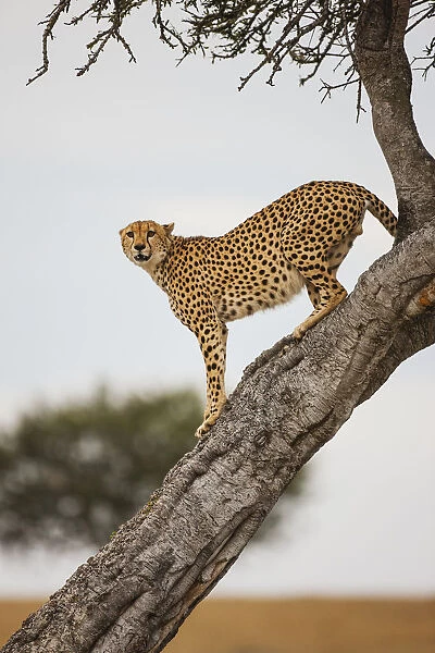 A male Cheetah (Acinonyx jubatus) uncharacteristically climbs a tree to scout for prey