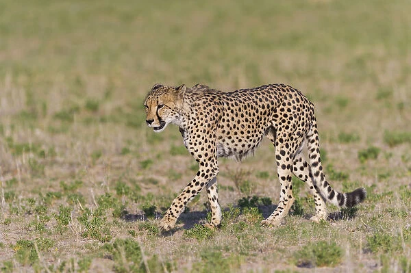 Male Cheetah (Acinonyx jubatus) walking across open grassland, South Africa
