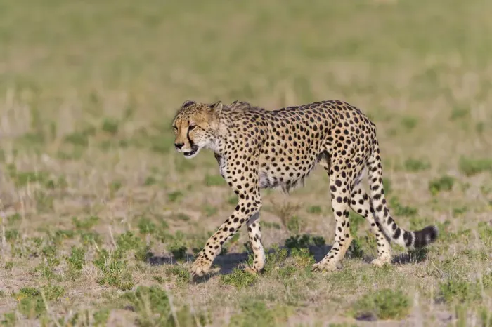 Framed Print : Male Cheetah (Acinonyx jubatus) walking across open grassland, South Africa Framed Print : Male Cheetah (Acinonyx jubatus) walking across open grassland, South Africa