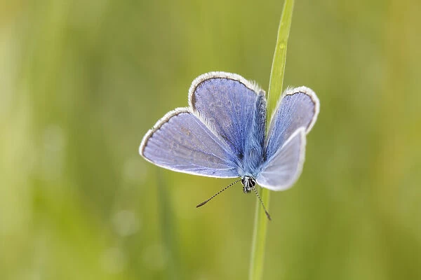 One male Common Blue (Polyommatus icarus) perched on a blade of grass, Fikkersdries, Gelderland, the Netherlands