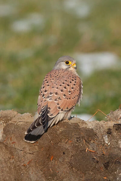 A male Common Kestrel (Falco tinnunculus) resting on a dirt wall, Zeeland, The Netherlands