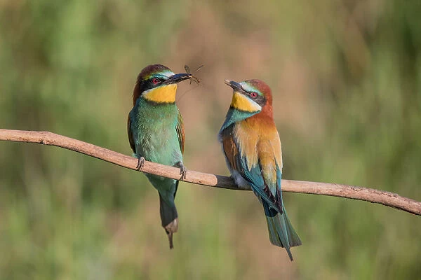 Male Eueopean Bee-eater (Merops apiaster) presenting female with a food gift as part