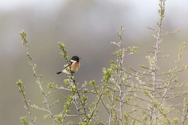 One male European Stonechat (Saxicola rubicola) perched in an unidentified shrub, Ooipolder, gelderland, the Netherlands