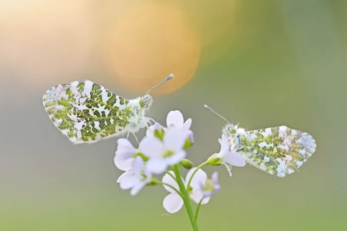 Framed Print : male and female Orange Tip (Anthocharis cardamines) on Cuckooaes Flower, Naardermeer Framed Print : male and female Orange Tip (Anthocharis cardamines) on Cuckooaes Flower, Naardermeer
