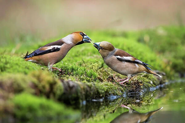 Male Hawfinch (Coccothraustes coccothraustes) giving seed to a female Hawfinch, Noord-Brabant