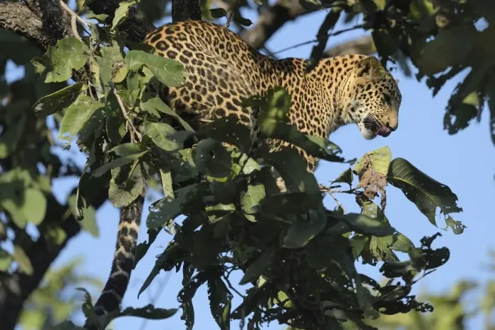 Framed Print : male Indian Leopard (Panthera pardus fusca)perching in an unidentified tree, Nagzira National Park Framed Print : male Indian Leopard (Panthera pardus fusca)perching in an unidentified tree, Nagzira National Park