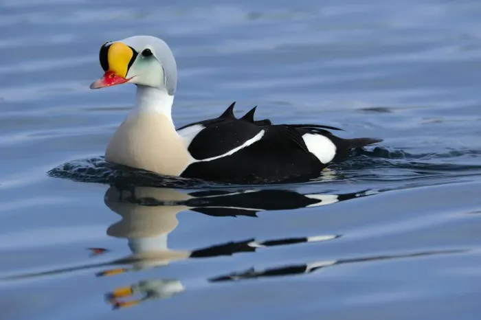Framed Print : Male King Eider (Somateria spectabilis) swimming, Norway