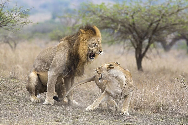 A male Lion and Lioness (Panthera leo) after mating aggressive, South Africa