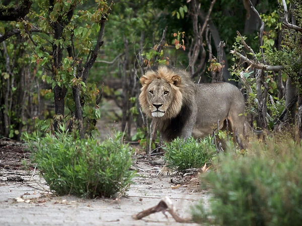 Male Lion (Panthera leo) coming from out the bushes, Botswana, Savuti Camp