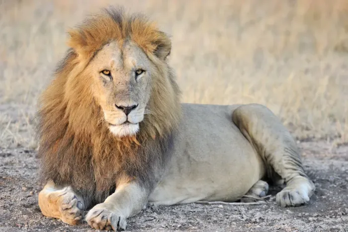 Framed Print : Male Lion (Panthera leo) lying, Tanzania, Serengeti National Park, Grumeti Framed Print : Male Lion (Panthera leo) lying, Tanzania, Serengeti National Park, Grumeti