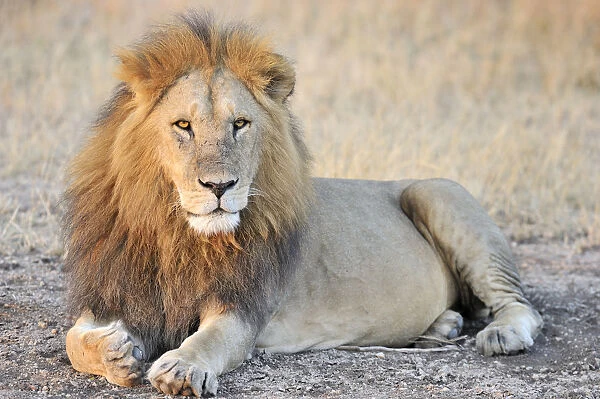 Male Lion (Panthera leo) lying, Tanzania, Serengeti National Park, Grumeti