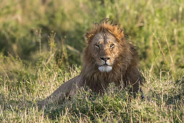 Male Lion (Panthera leo) resting in grass, Kenya, Narok County, Masai Mara Game Reserve