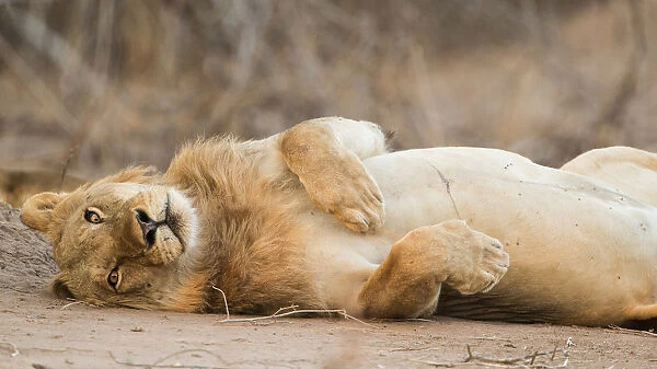 Male Lion (Panthera leo) rolling on its back, Zimbabwe, Mashonaland West