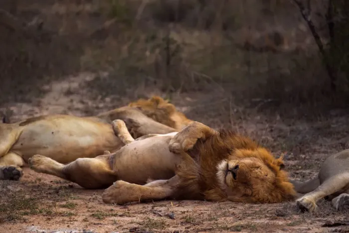 Framed Print : A male lion (Panthera leo) sleeping near members of his pride, Limpopo, South Africa Framed Print : A male lion (Panthera leo) sleeping near members of his pride, Limpopo, South Africa