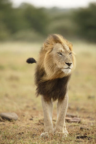 Male Lion (Panthera leo) standing, South Africa, Kruger National Park