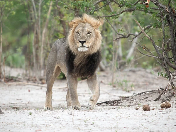 Male Lion (Panthera leo) walking towards the camera, Botswana, Savuti Camp