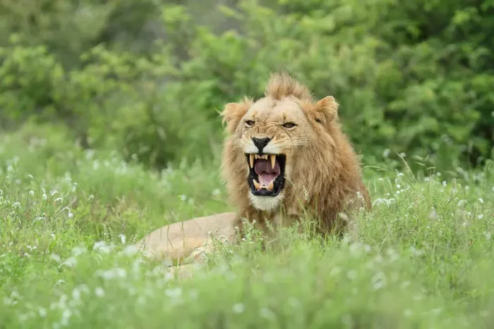 Framed Print : Male Lion (Panthera leo) yawning, South Africa, Mpumalanga, Kruger National Park Framed Print : Male Lion (Panthera leo) yawning, South Africa, Mpumalanga, Kruger National Park