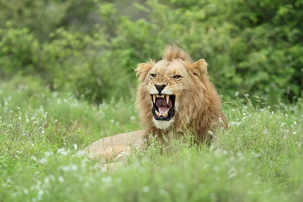 Male Lion (Panthera leo) yawning, South Africa, Mpumalanga, Kruger National Park
