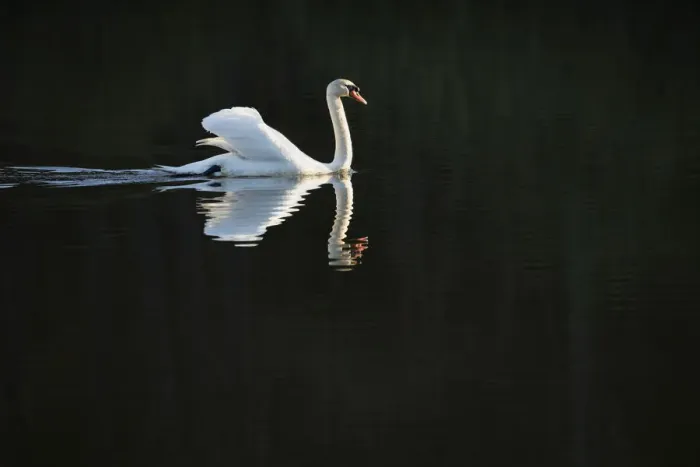Framed Print : Male Mute Swan (Cygnus olor) patrolling lake to claim territory, Stover Country Park Framed Print : Male Mute Swan (Cygnus olor) patrolling lake to claim territory, Stover Country Park