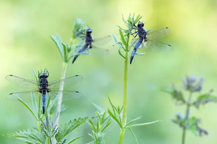 Framed Print : Three male Scarce Chasers (Libellula fulva) at sunrise, Nature Reserve De Bospolder, Antwerpen, Antwerp, Belgium Framed Print : Three male Scarce Chasers (Libellula fulva) at sunrise, Nature Reserve De Bospolder, Antwerpen, Antwerp, Belgium