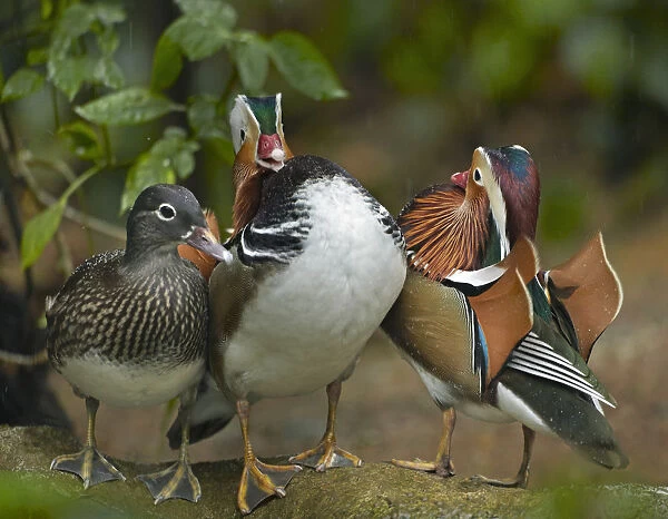 Mandarin Duck (Aix galericulata) males competing over female, Jurong Bird Park, Singapore
