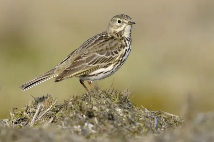 Framed Print : Meadow Pipit (Anthus pratensis), Noord-Holland, The Netherlands Framed Print : Meadow Pipit (Anthus pratensis), Noord-Holland, The Netherlands