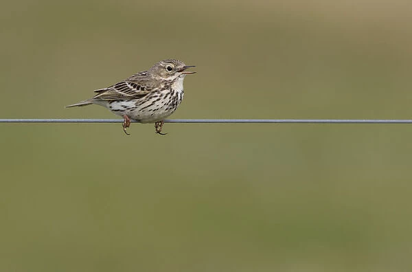 Meadow Pipit (Anthus pratensis) singing on a wire, Lauwersmeer Bantpolder, The Netherlands
