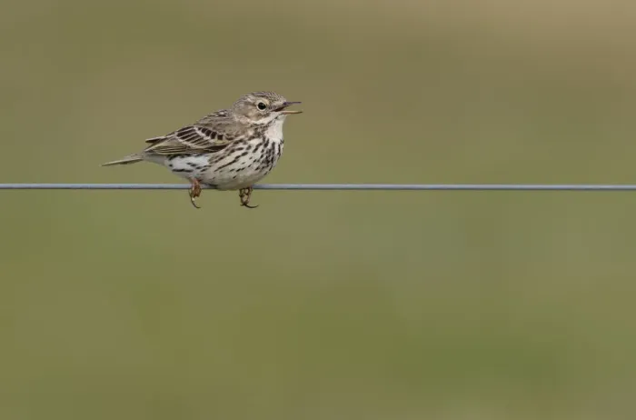Framed Print : Meadow Pipit (Anthus pratensis) singing on a wire, Lauwersmeer Bantpolder, The Netherlands Framed Print : Meadow Pipit (Anthus pratensis) singing on a wire, Lauwersmeer Bantpolder, The Netherlands