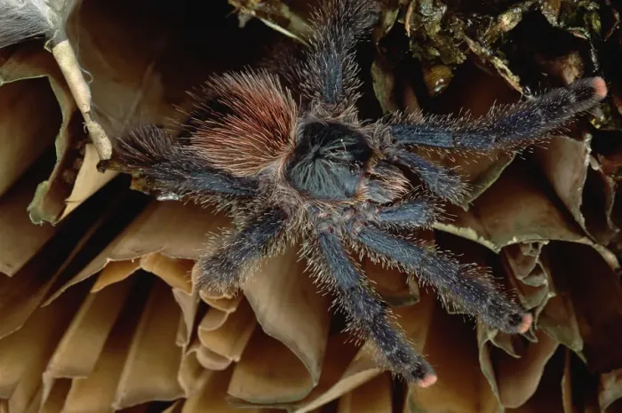 Framed Print : Metallic White-toed Tarantula (Avicularia metallica) in thatched roof, Venezuela Framed Print : Metallic White-toed Tarantula (Avicularia metallica) in thatched roof, Venezuela