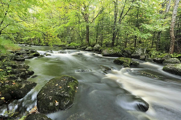 Mickey Hill Creek flowing through deciduous forest, Nova Scotia, Canada