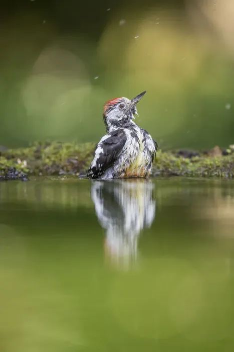 Framed Print : Middle-spotted Woodpecker (Dendrocopos medius) bathing in a forest pool, Bekes, Hungary Framed Print : Middle-spotted Woodpecker (Dendrocopos medius) bathing in a forest pool, Bekes, Hungary