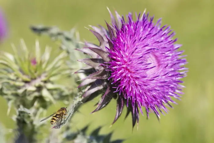 Framed Print : Milk Thistle (Silybum marianum) flower with Hoverfly (Didea fasciata) settled on one of its leaves Framed Print : Milk Thistle (Silybum marianum) flower with Hoverfly (Didea fasciata) settled on one of its leaves