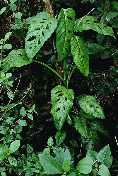 Monstera (Monstera sp) vine growing at base of tree in rainforest, Panama